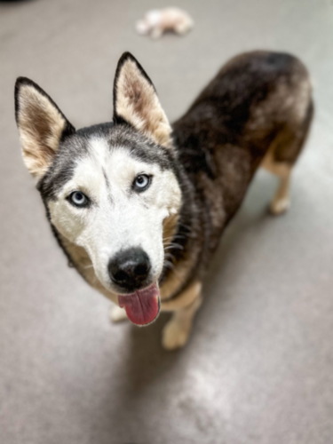 Chautauqua County Humane Society - Kaylee